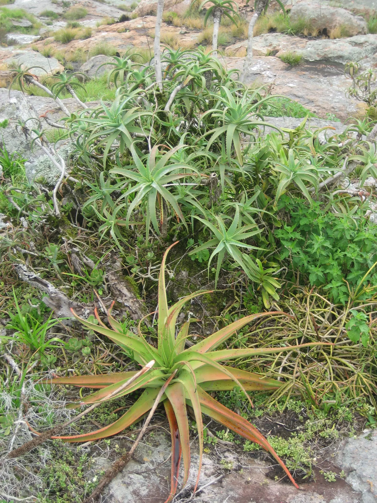 Bottle-Brush Aloe (Aloe Spicata) — forming rosettes up to 12 inches in diameter; striking flower spike of tubular red blossoms reaching up to 3 feet high