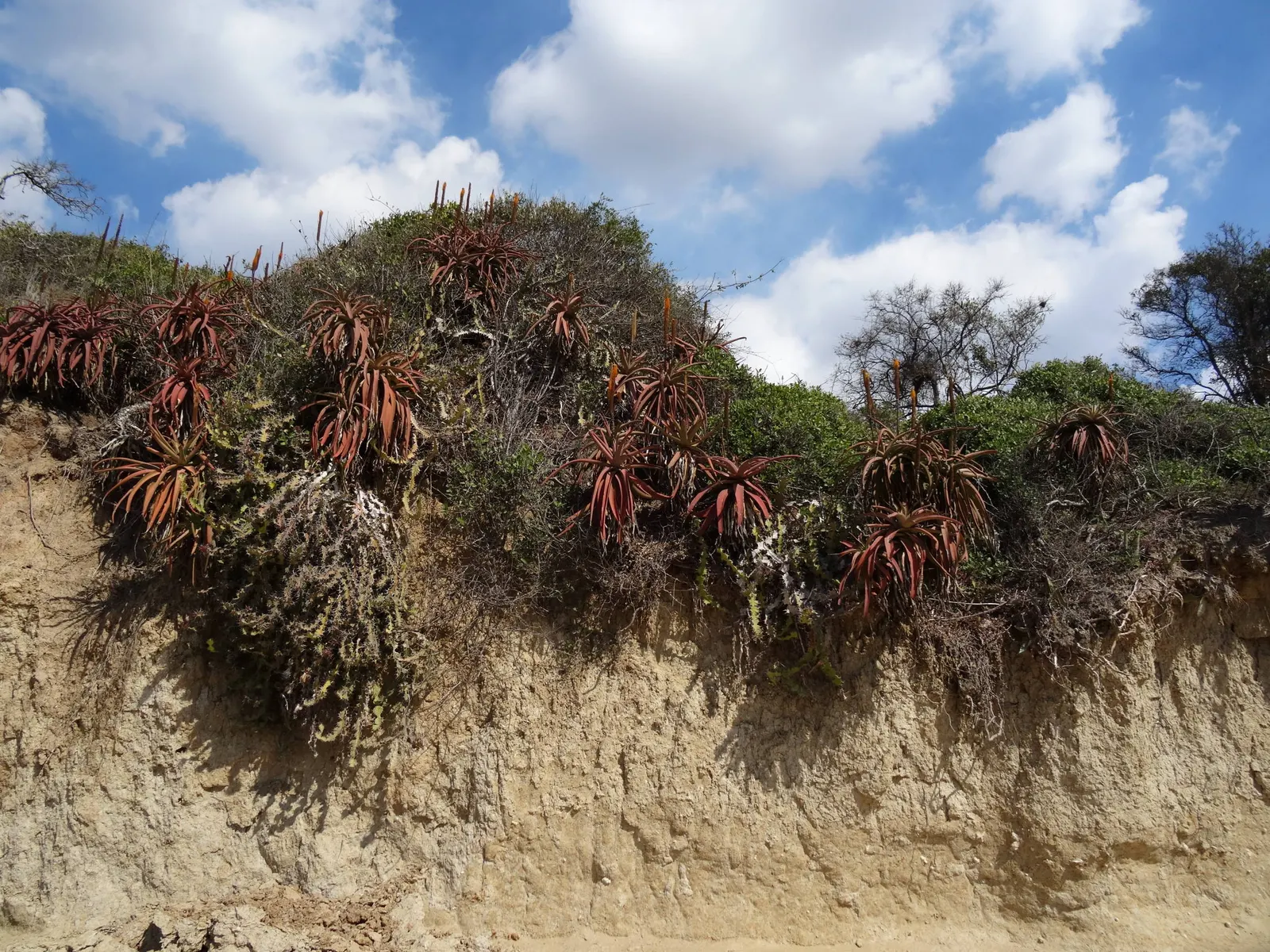 Bottle-Brush Aloe (Aloe Spicata) — or used as a dramatic backdrop for lower-growing perennial plants