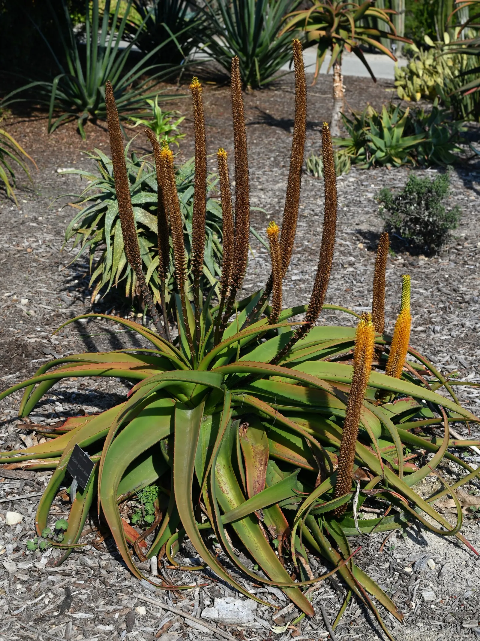 Bottle-Brush Aloe (Aloe Spicata) — <br><br>Incorporating Aloe spicata into a landscape design adds both height and year-round interest