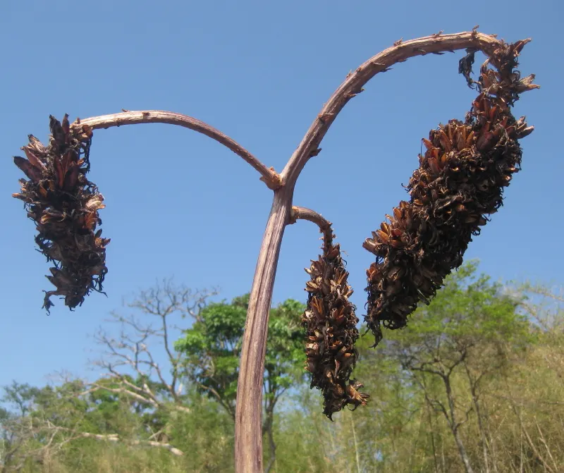 Bottle-Brush Aloe (Aloe Spicata) — striking flower spike of tubular red blossoms reaching up to 3 feet high