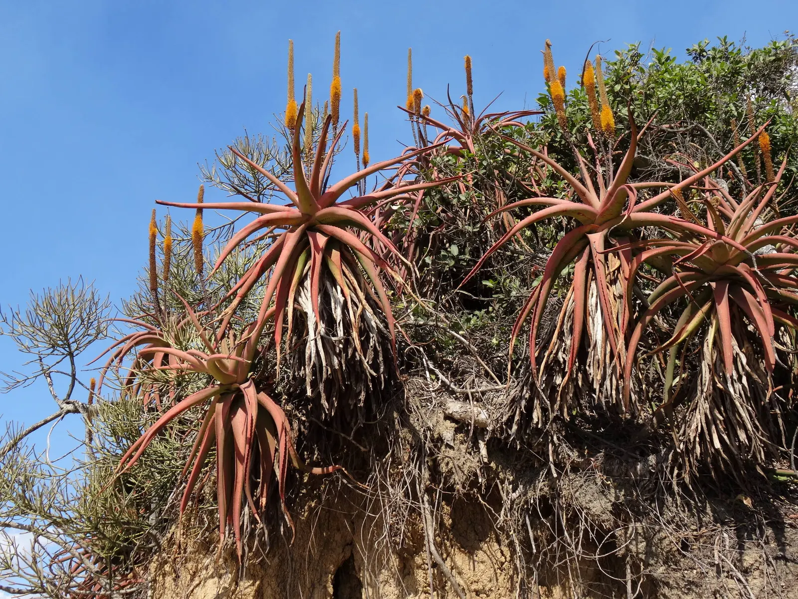 Bottle-Brush Aloe (Aloe Spicata) — forming rosettes up to 12 inches in diameter