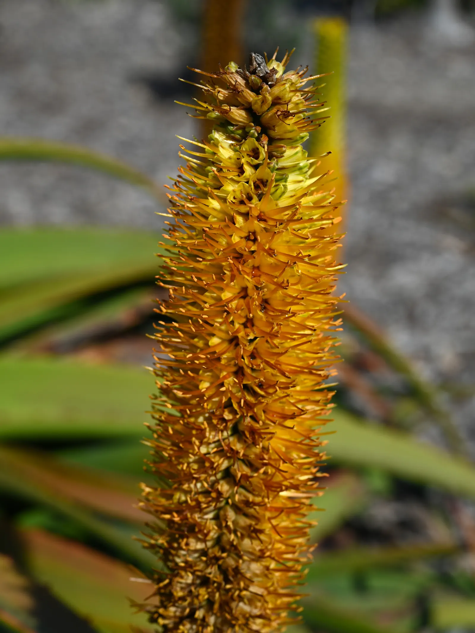 Bottle-Brush Aloe (Aloe Spicata) — It works exceptionally well as a focal point