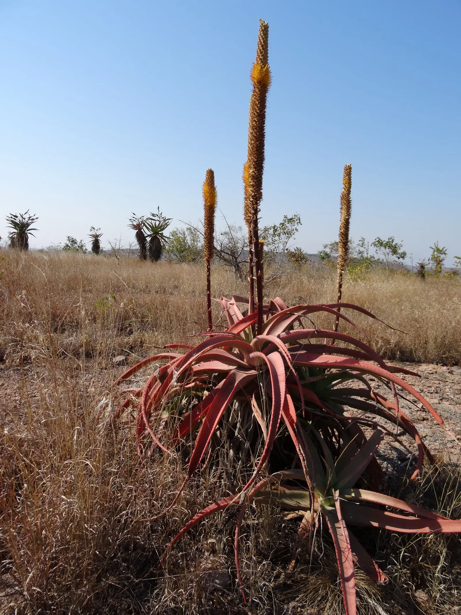 Bottle-Brush Aloe (Aloe Spicata) — the Aloe spicata forms a robust rosette of long