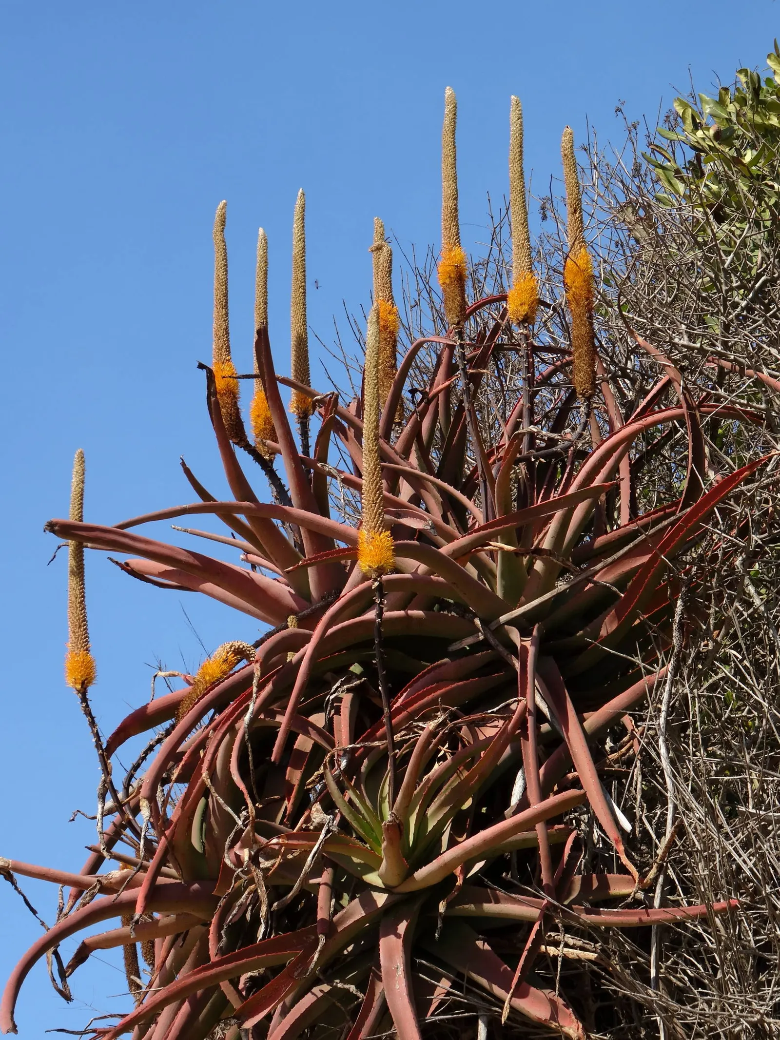 Bottle-Brush Aloe (Aloe Spicata) — The inflorescence, which resembles a bottle brush, is a tall spike that can reach up to 3 feet in height