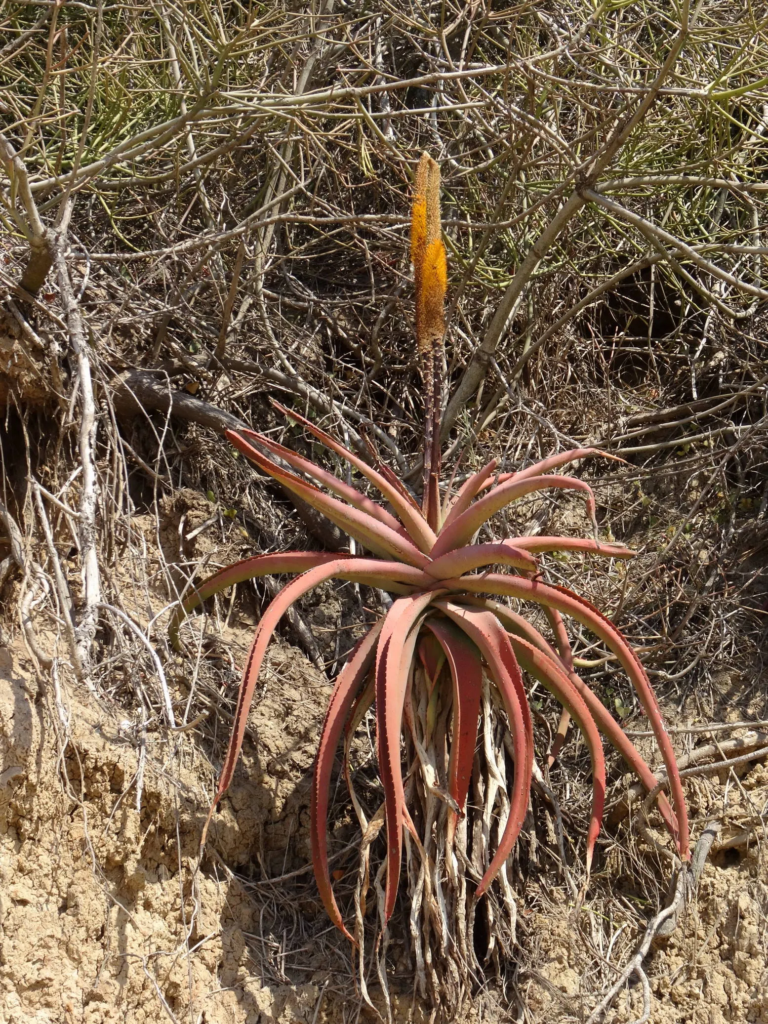 Bottle-Brush Aloe (Aloe Spicata) — This drought-tolerant plant exhibits blue-green leaves with reddish-brown teeth