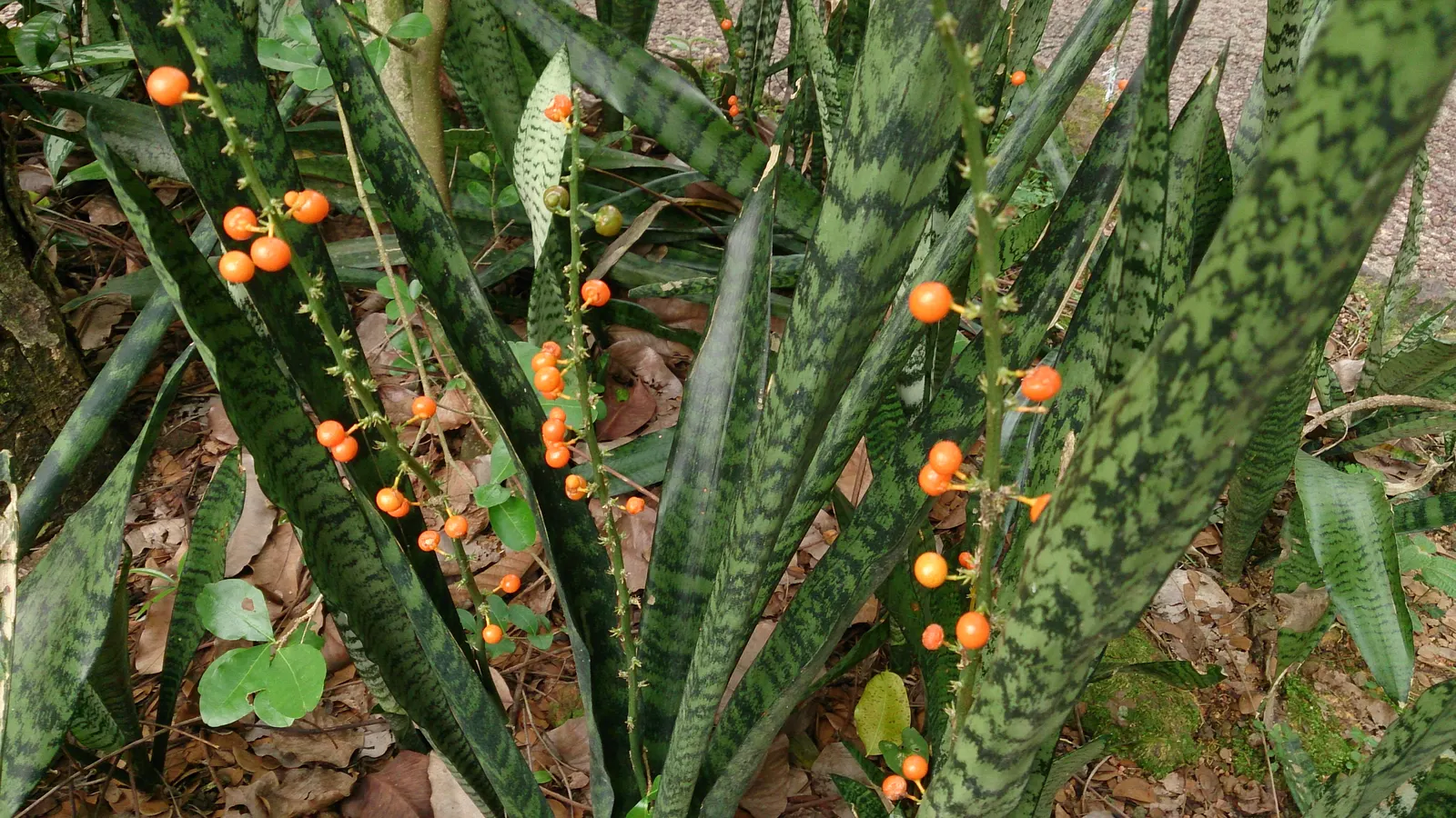 Bottle-Brush Aloe (Aloe Spicata) — The inflorescence, which resembles a bottle brush, is a tall spike that can reach up to 3 feet in height; this