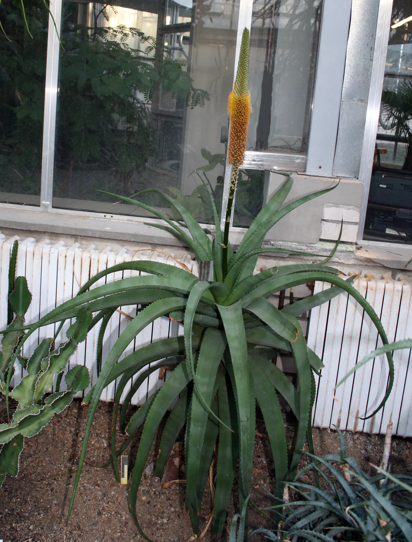 Bottle-Brush Aloe (Aloe Spicata) — exemplifying its suitability for sustainable gardening practices