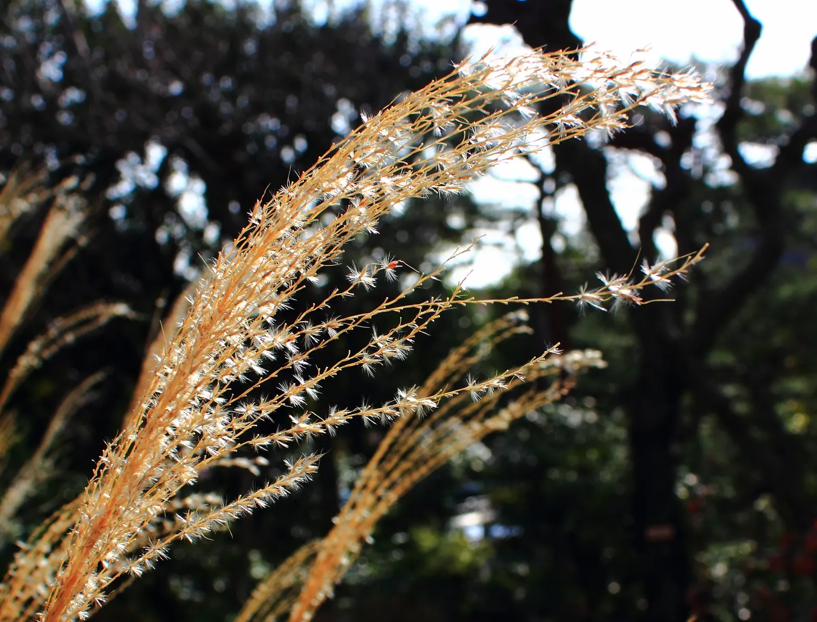 Flame Grass (Miscanthus 'Purpurascens') — transitioning to striking shades of orange