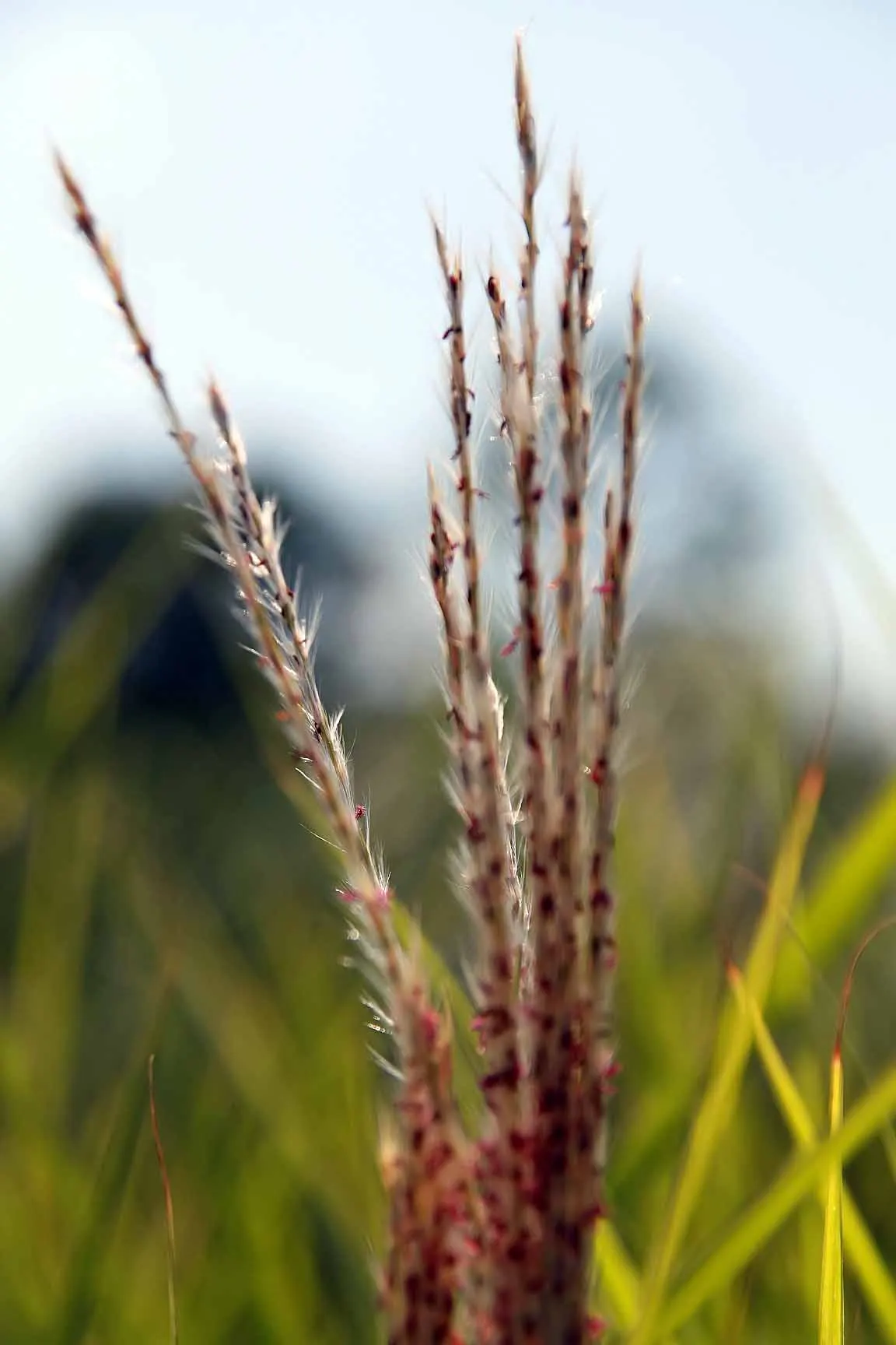 Flame Grass (Miscanthus 'Purpurascens') — is a captivating ornamental grass that brings striking textures and colors to any landscape design