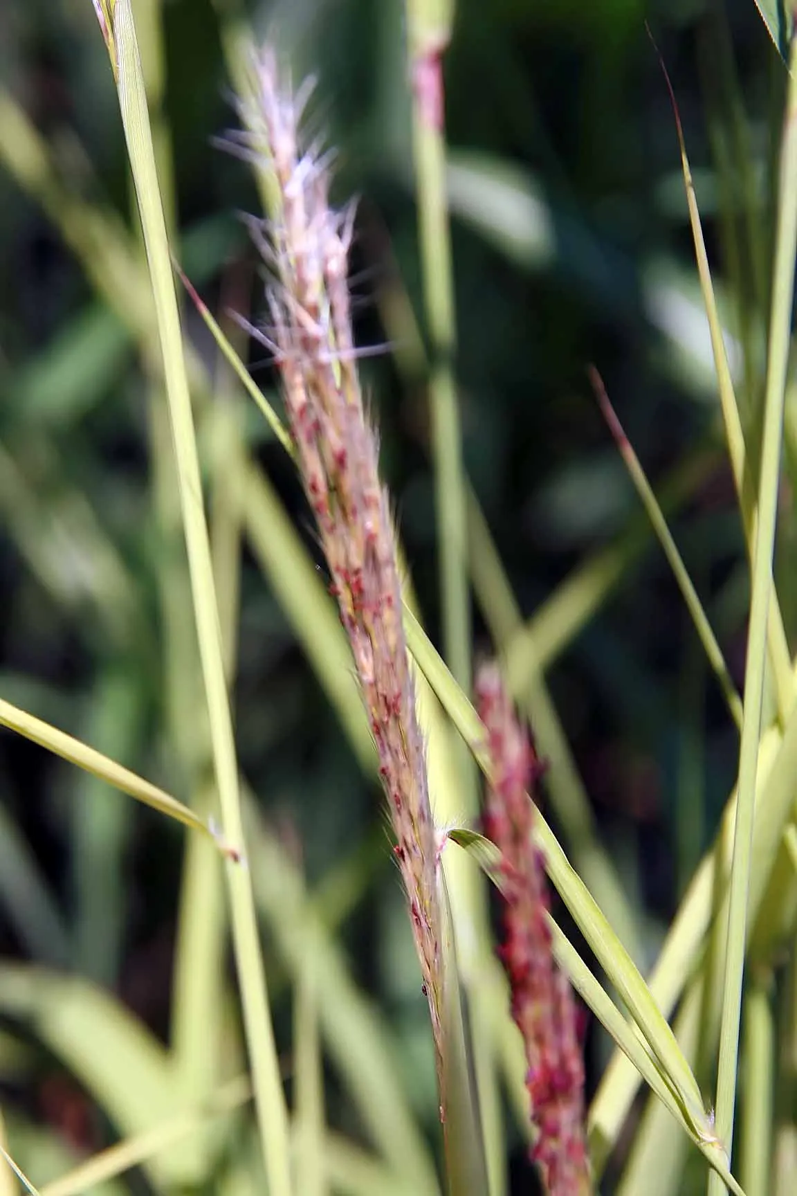 Flame Grass (Miscanthus 'Purpurascens') — This ornamental grass features upright green foliage in summer