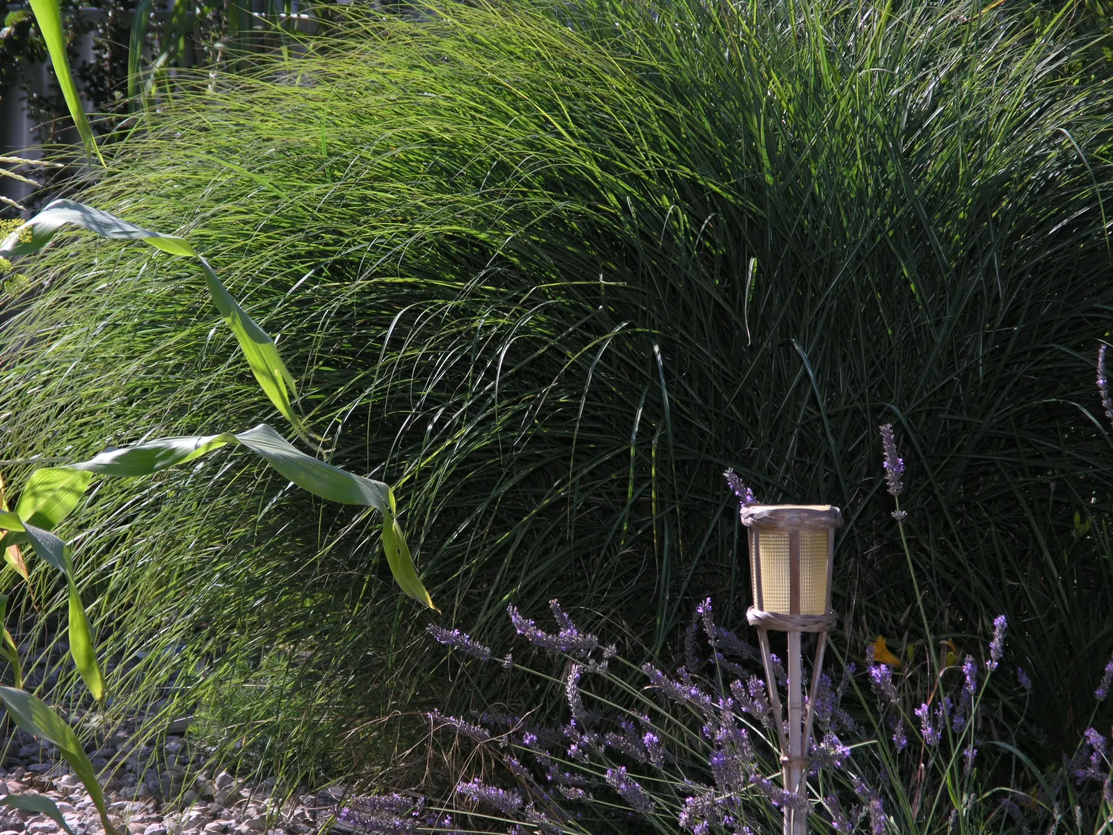 Flame Grass (Miscanthus 'Purpurascens') — and long-lasting color to landscapes