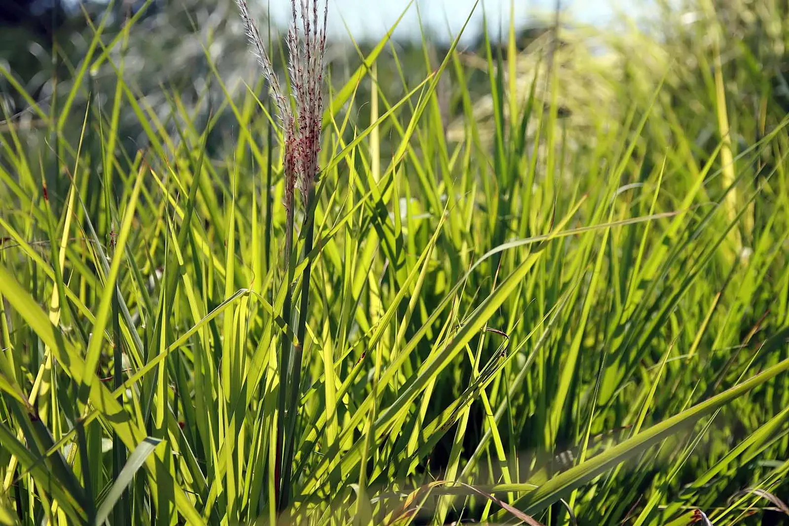 Flame Grass (Miscanthus 'Purpurascens') — scientifically known as Miscanthus 'Purpurascens'