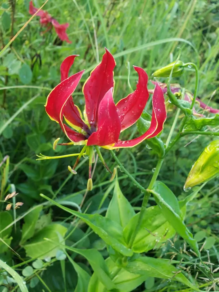 Flame Grass (Miscanthus 'Purpurascens') — It flourishes in full sun, reaching 3 to 4 feet in height and spreading up to 2 to 3 feet