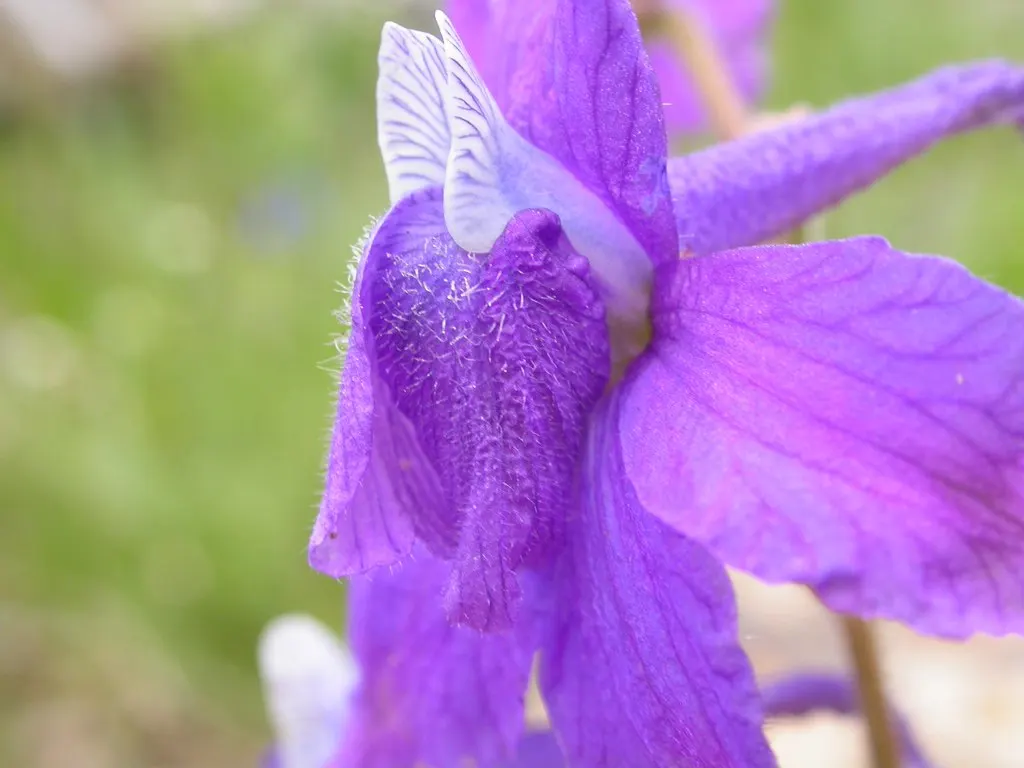 Tall Larkspur (Delphinium Exaltatum) — all parts of the plant are toxic if ingested