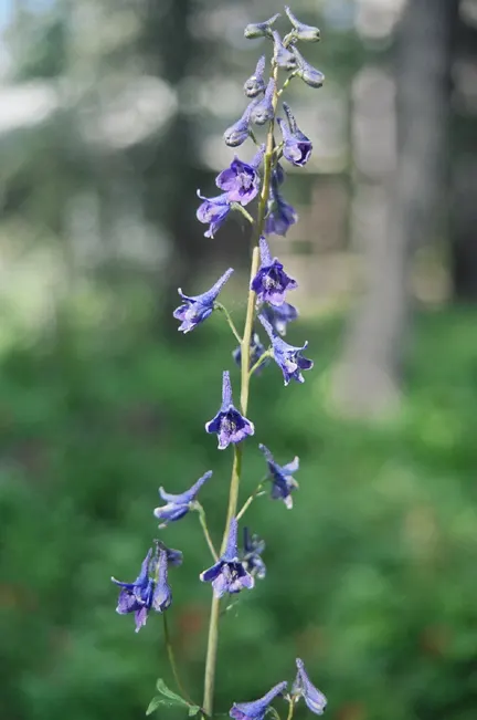 Tall Larkspur (Delphinium Exaltatum) — It boasts soaring spires of deep