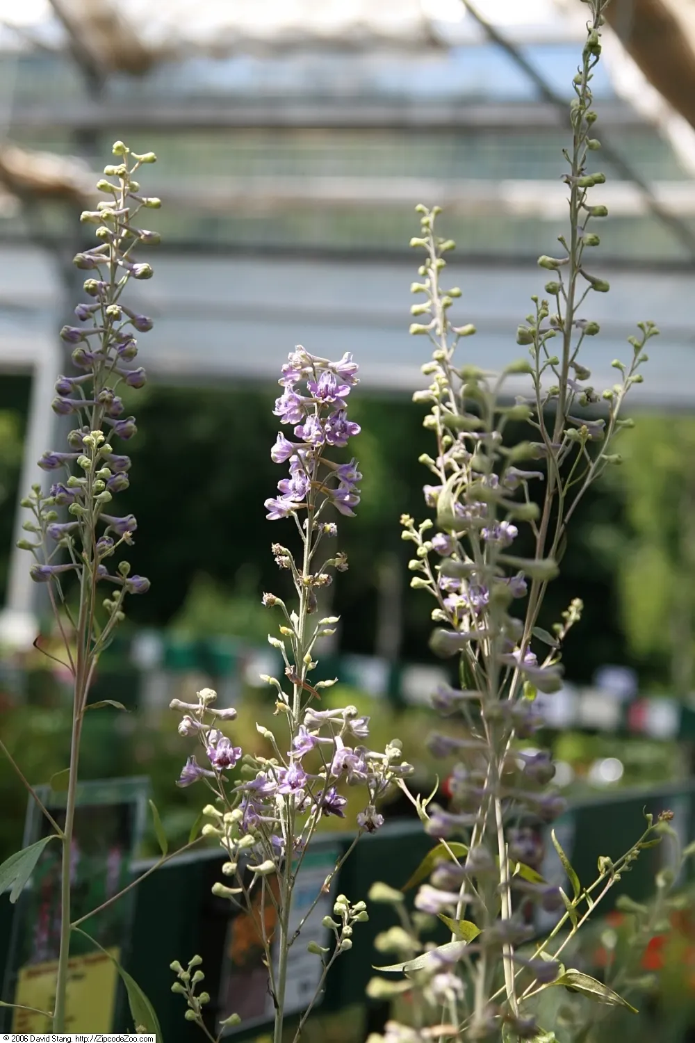 Tall Larkspur (Delphinium Exaltatum) — especially during dry spells; due to its vertical growth habit