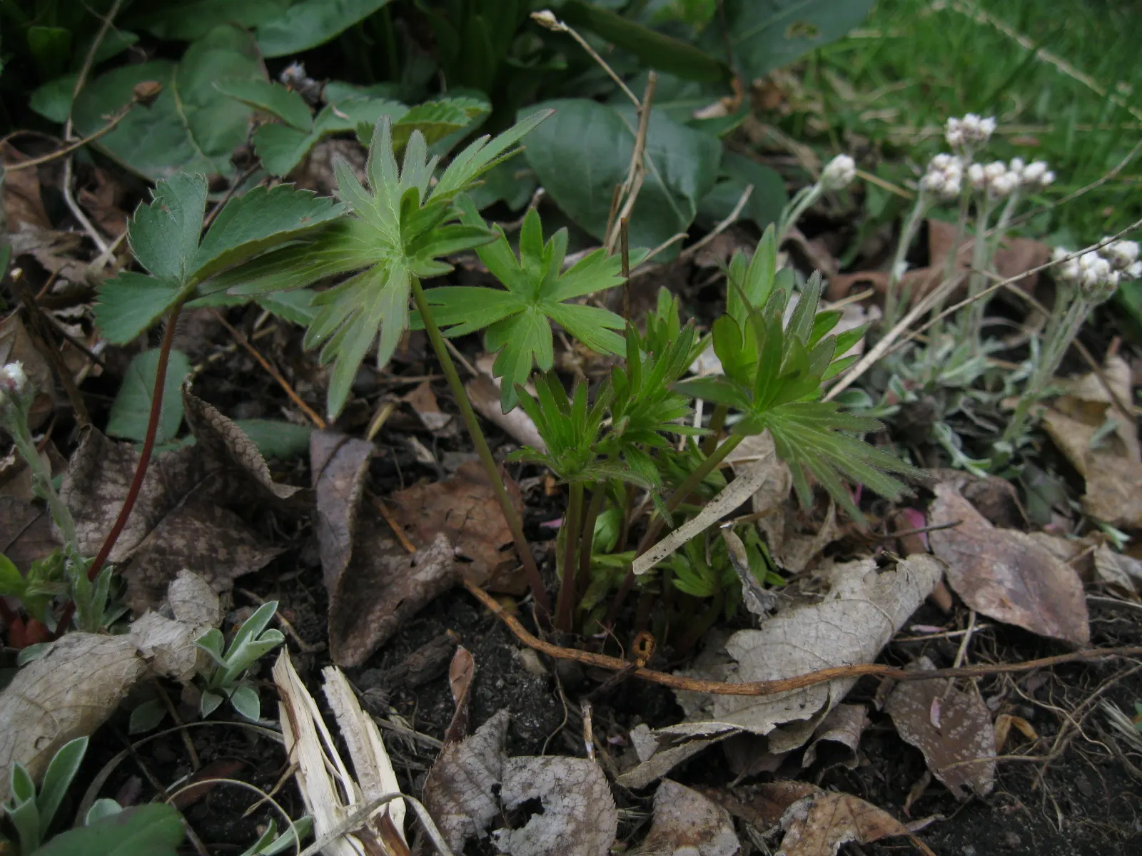Tall Larkspur (Delphinium Exaltatum) — as this can lead to root rot.<br><br>Tall Larkspur is excellent for the back borders of garden beds; its dramatic height