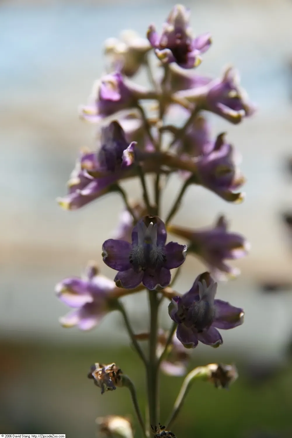 Tall Larkspur (Delphinium Exaltatum) — It boasts soaring spires of deep; and hummingbirds.<br><br>Hardiness zones for Delphinium exaltatum range from 4 to 8