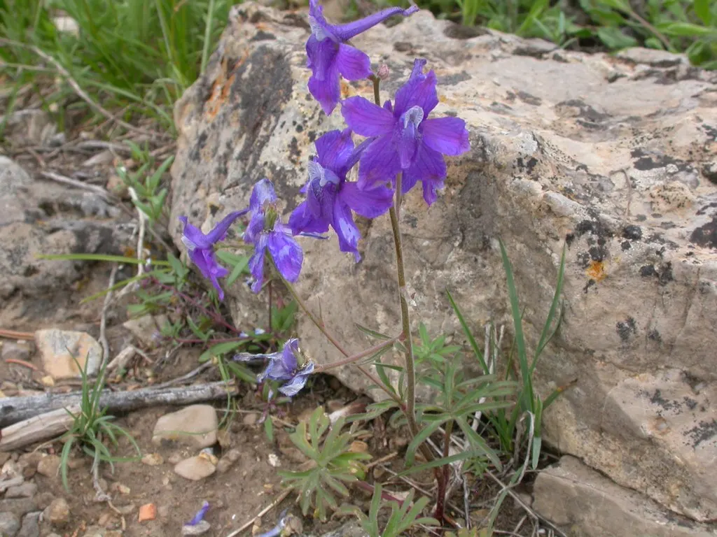 Tall Larkspur (Delphinium Exaltatum) — making it suitable for a variety of temperate climates