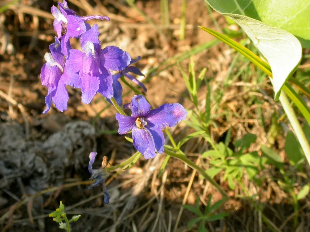 Tall Larkspur (Delphinium Exaltatum) — as this can lead to root rot.<br><br>Tall Larkspur is excellent for the back borders of garden beds