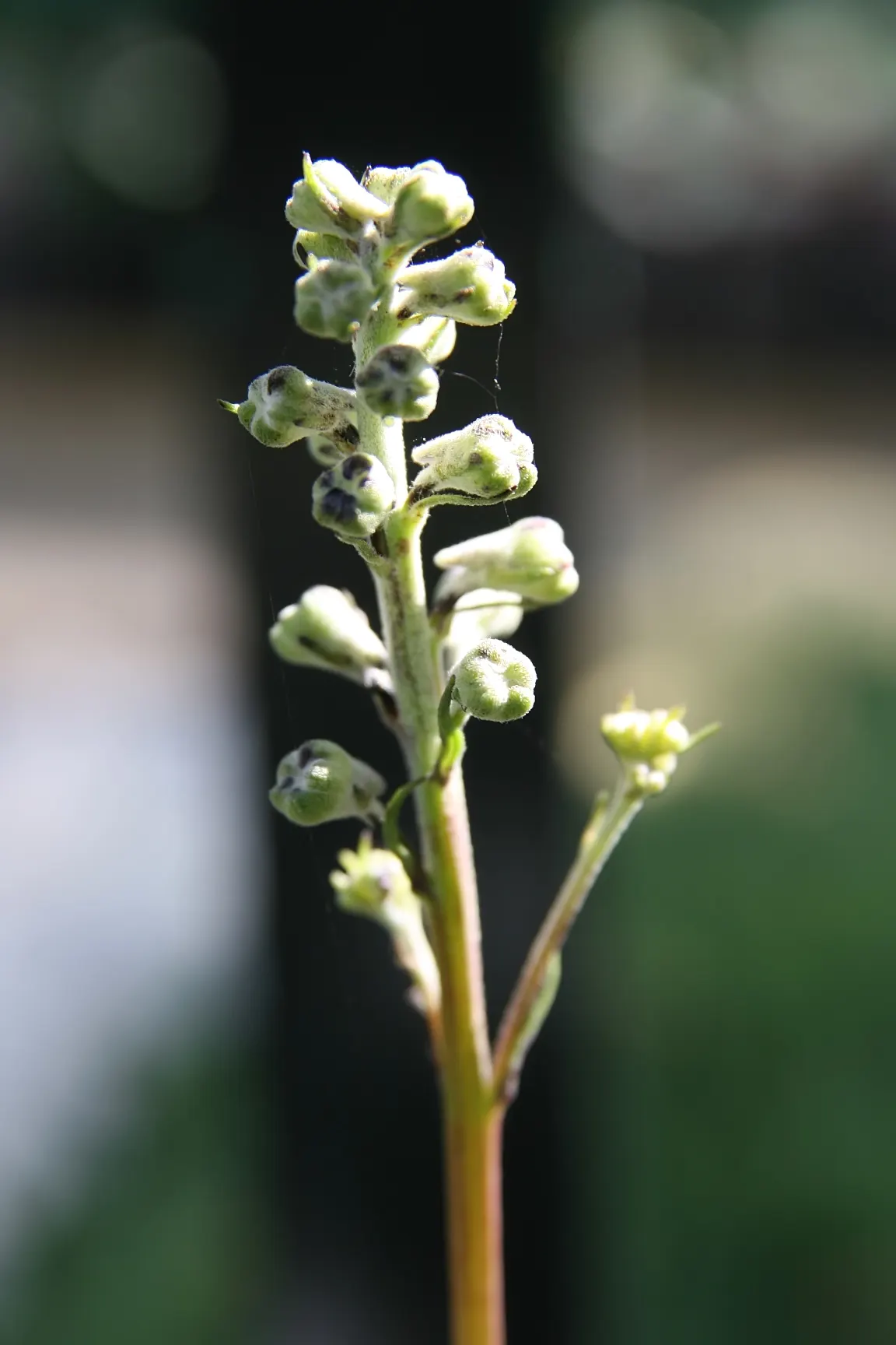 Tall Larkspur (Delphinium Exaltatum) — Its dramatic height makes it a striking backdrop for perennial borders; is a stately perennial that brings a touch of