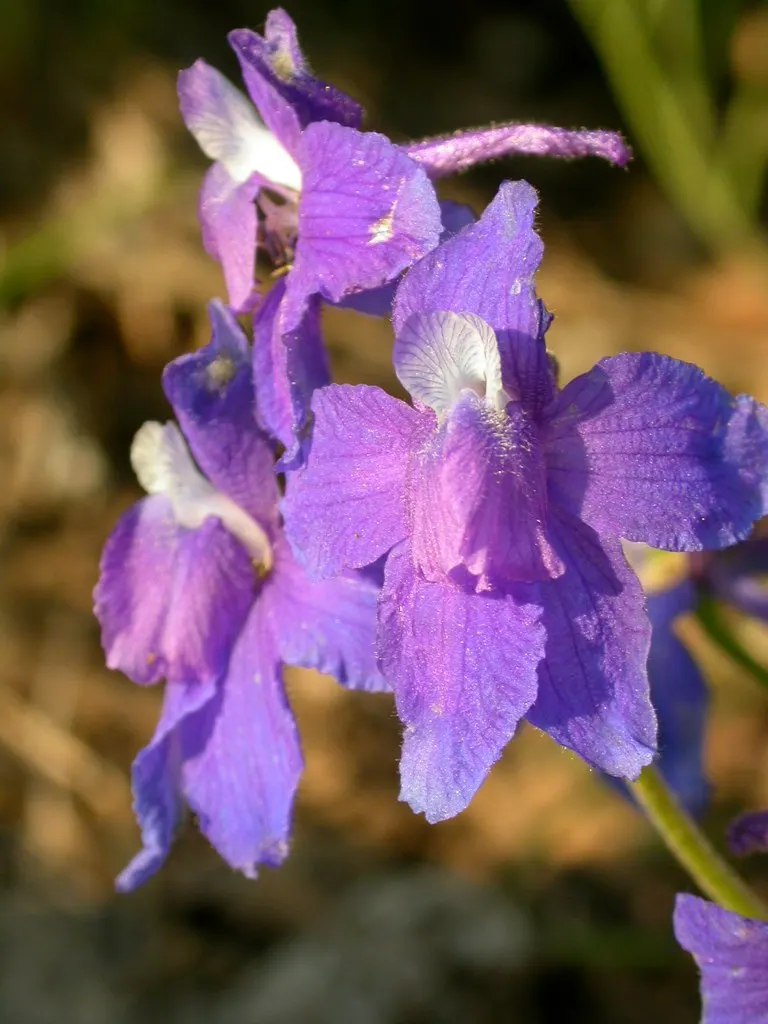 Tall Larkspur (Delphinium Exaltatum) — especially during dry spells