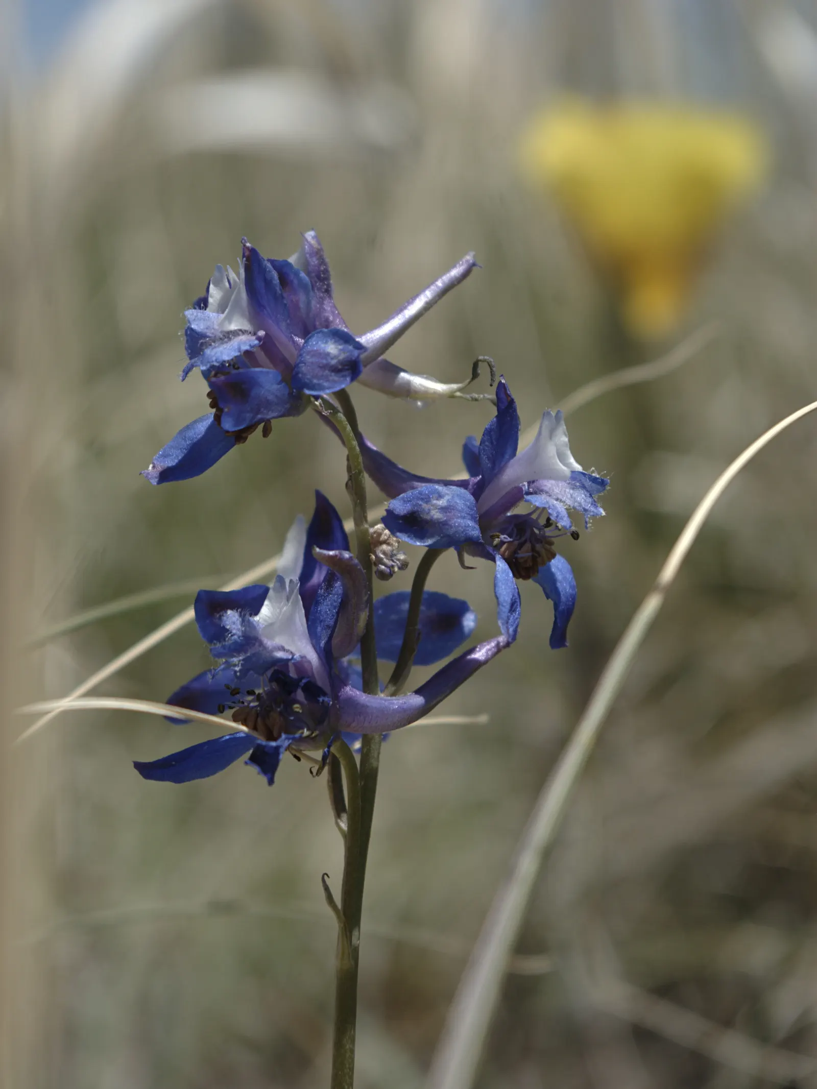 Tall Larkspur (Delphinium Exaltatum) — It requires well-drained soil to flourish and typically blooms in mid to late summer