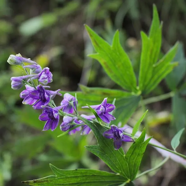 Tall Larkspur (Delphinium Exaltatum) — due to its vertical growth habit; fertile soil with a slightly basic pH