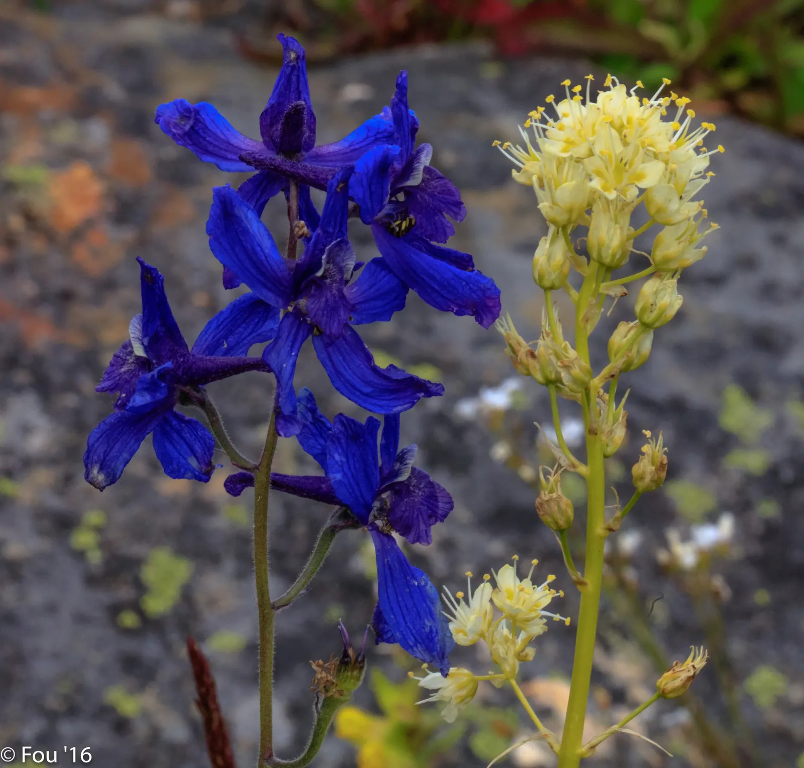 Tall Larkspur (Delphinium Exaltatum) — all parts of the plant are toxic if ingested; making it suitable for a variety of temperate climates