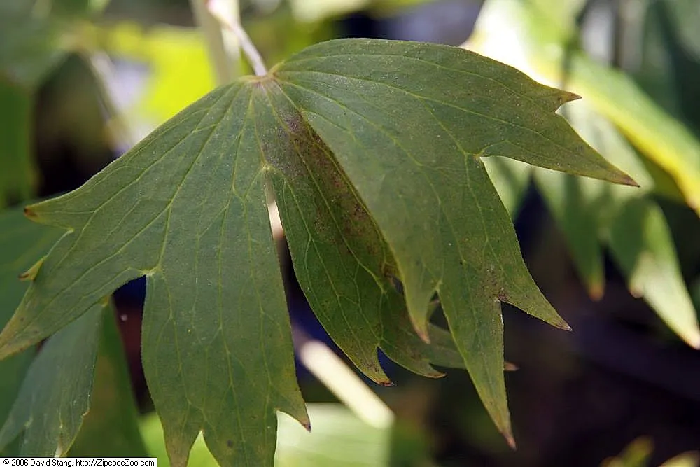 Tall Larkspur (Delphinium Exaltatum) — Caution: All parts are toxic if ingested; perennial with purple blooms