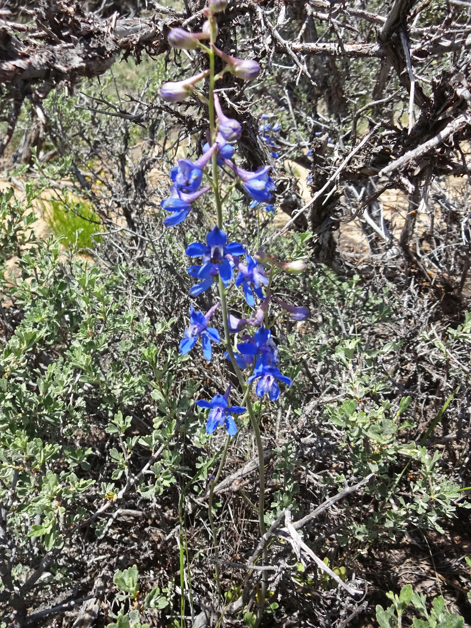 Tall Larkspur (Delphinium Exaltatum) — captivates with stately spires of vivid blue flowers reaching heights of 3 to 6 feet; caution: All parts are toxic if