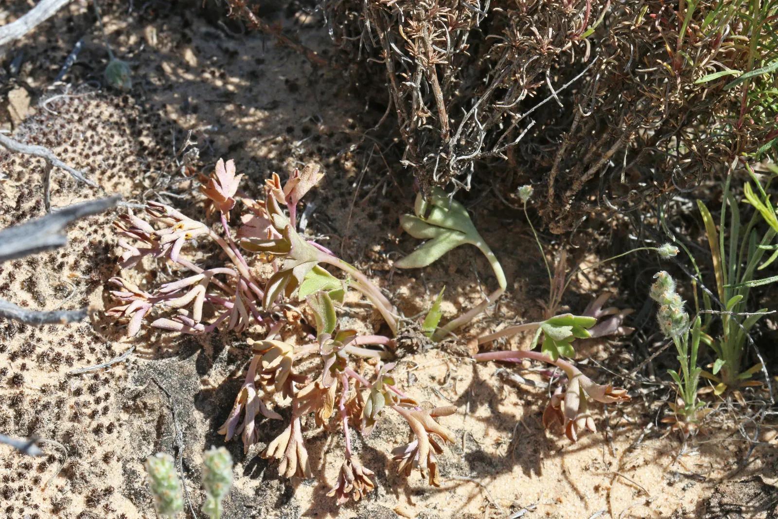 Tall Larkspur (Delphinium Exaltatum) — due to its vertical growth habit