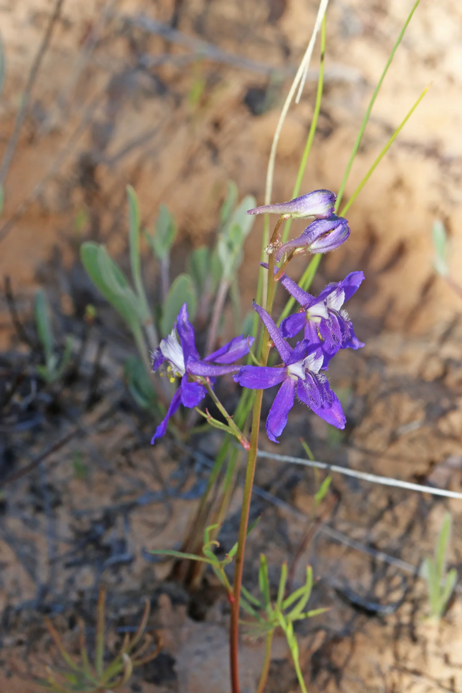 Tall Larkspur (Delphinium Exaltatum) — purple flowers in the garden