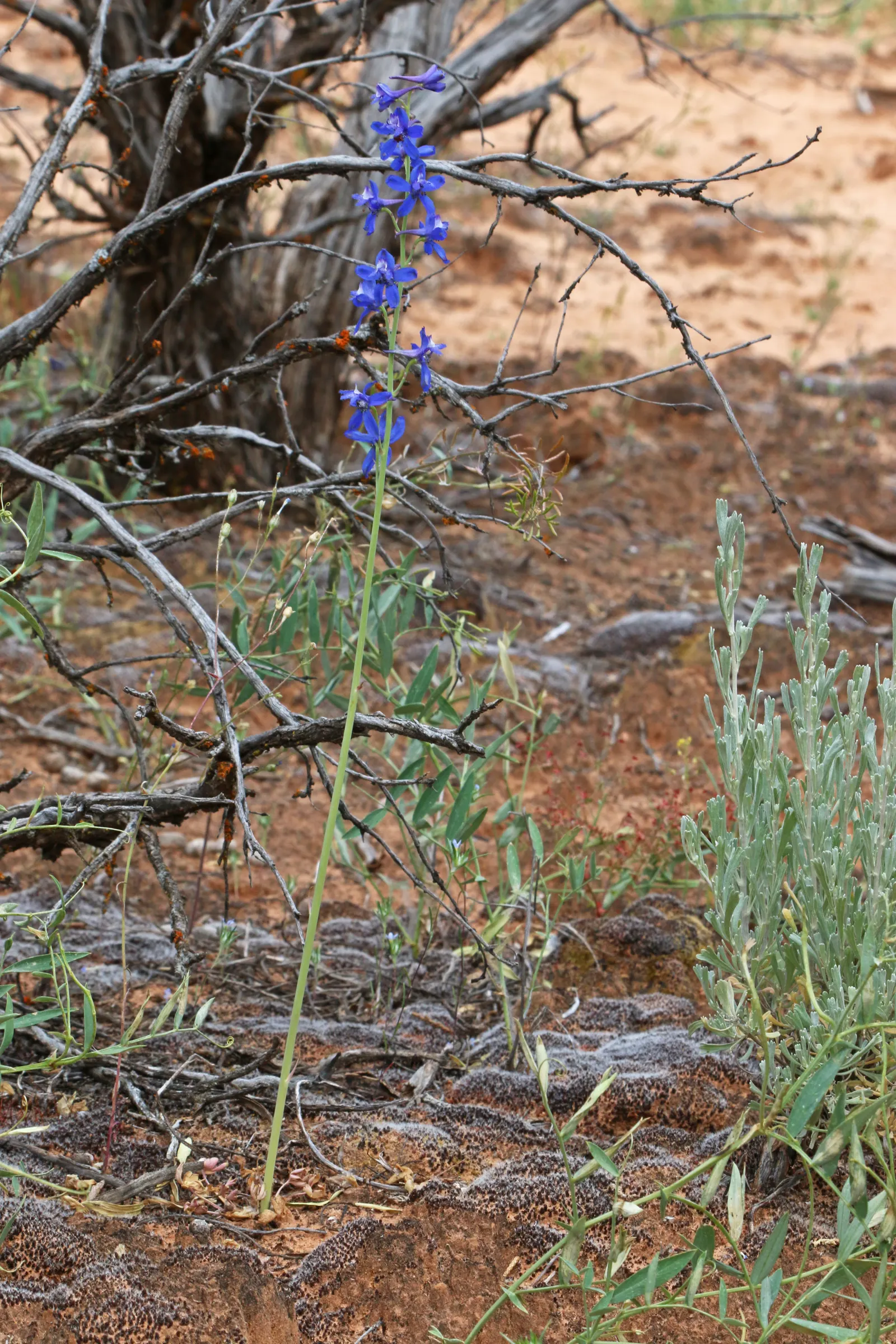 Tall Larkspur (Delphinium Exaltatum) — so placement should be considered if pets or children frequent the garden area