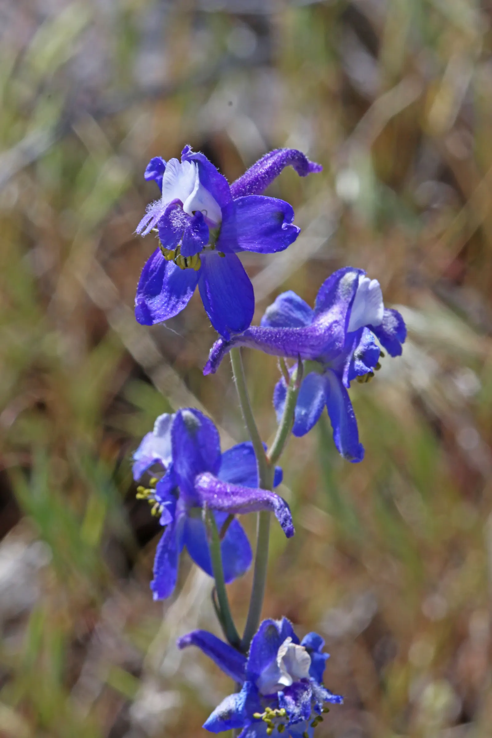 Tall Larkspur (Delphinium Exaltatum) — This species requires a planting site with full to partial sunlight and thrives in well-drained; all parts of the plant