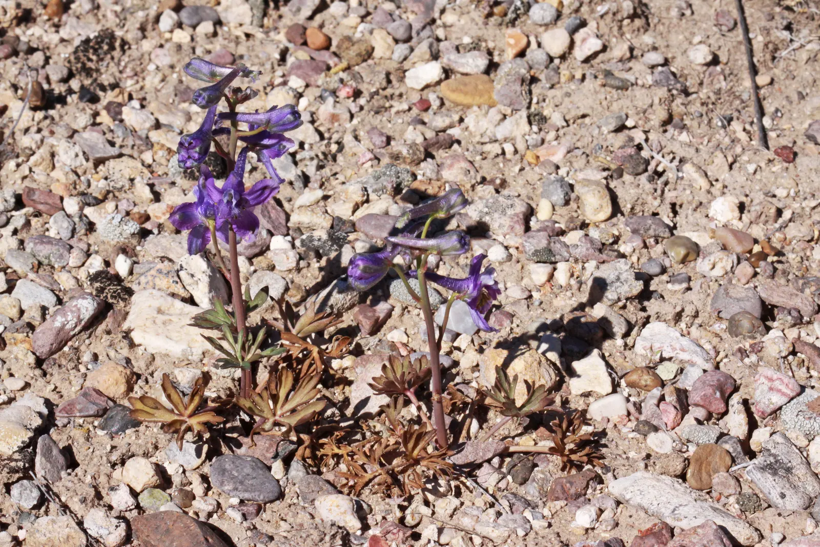 Tall Larkspur (Delphinium Exaltatum) — This species requires a planting site with full to partial sunlight and thrives in well-drained
