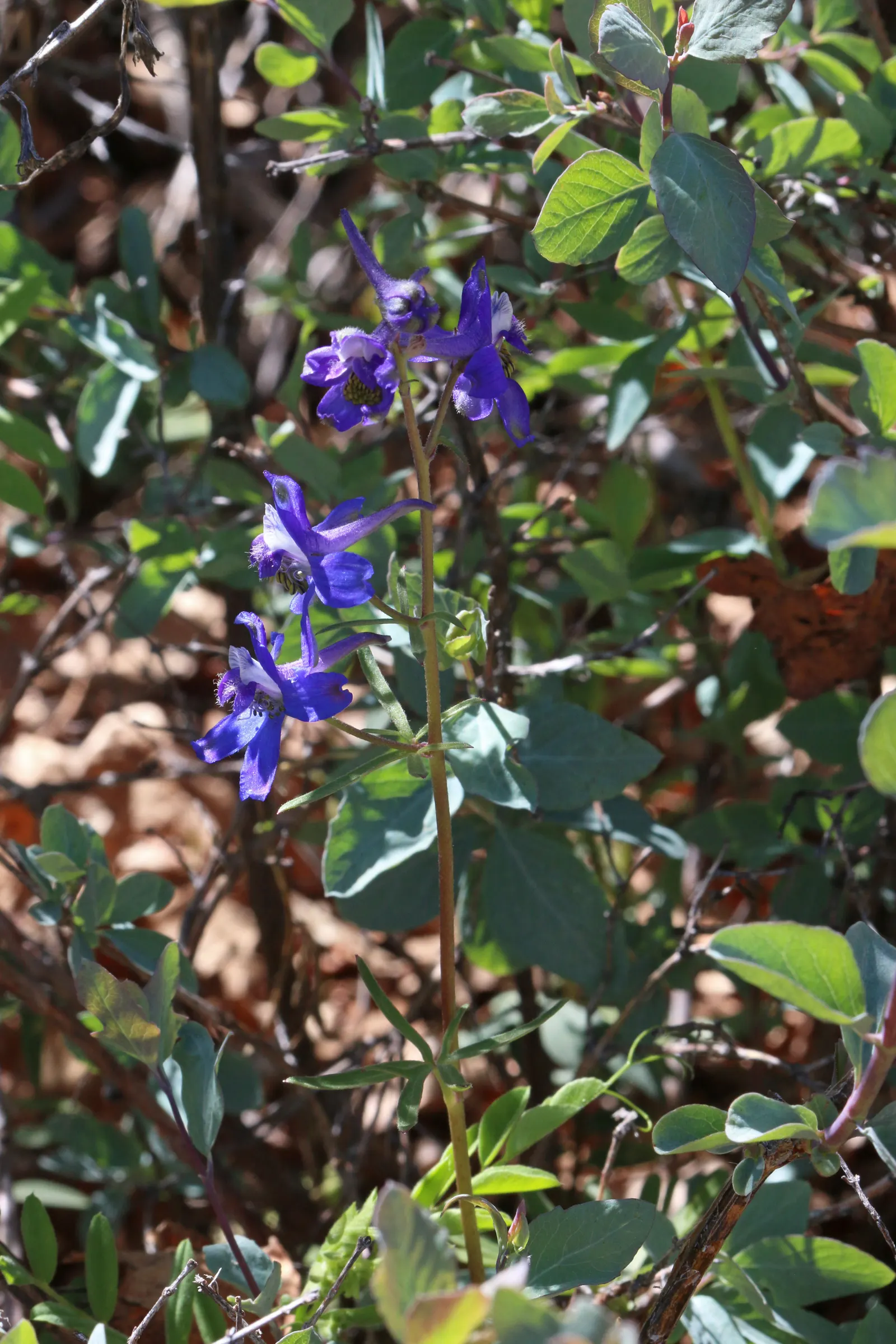 Tall Larkspur (Delphinium Exaltatum) — Regular watering is necessary; medium to dark green leaves that form a bushy mound at the base of the plant