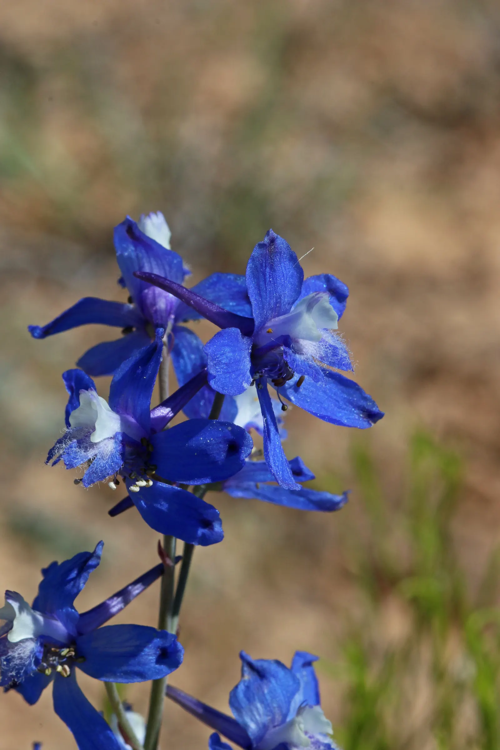 Tall Larkspur (Delphinium Exaltatum) — but care should be taken to avoid waterlogging; purple flowers in the garden