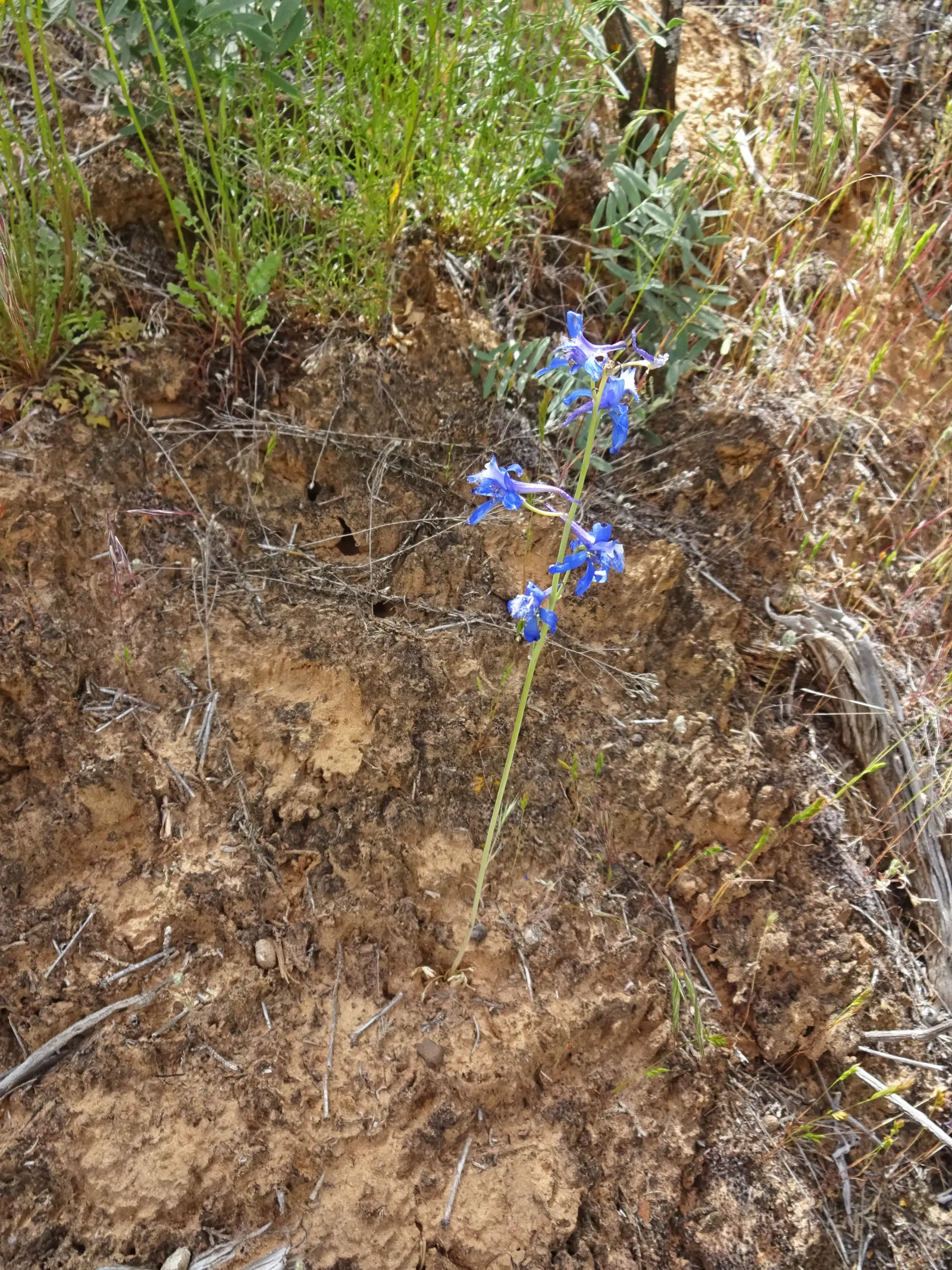 Tall Larkspur (Delphinium Exaltatum) — fertile soil with a slightly basic pH