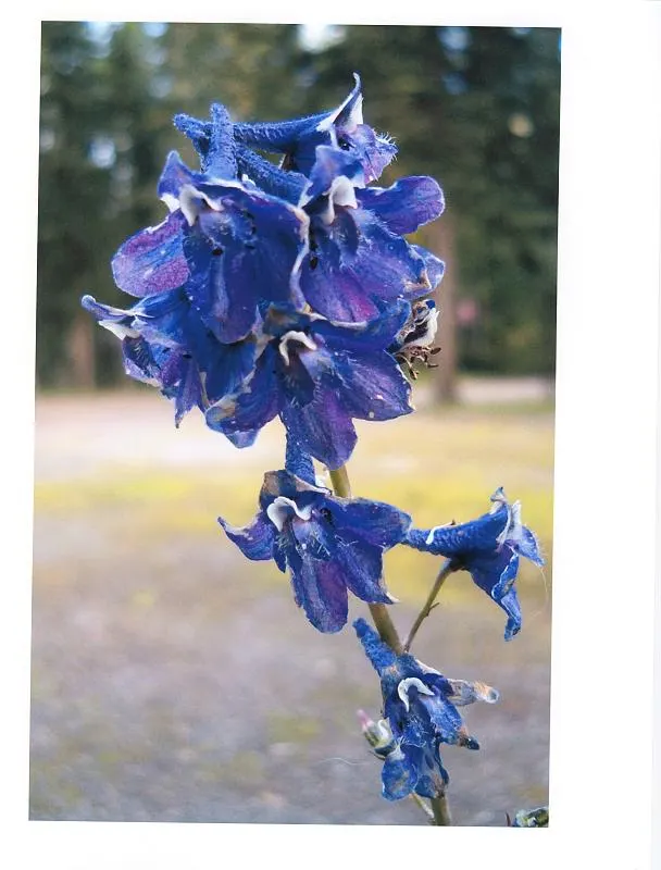 Tall Larkspur (Delphinium Exaltatum) — medium to dark green leaves that form a bushy mound at the base of the plant; but care should be taken to avoid