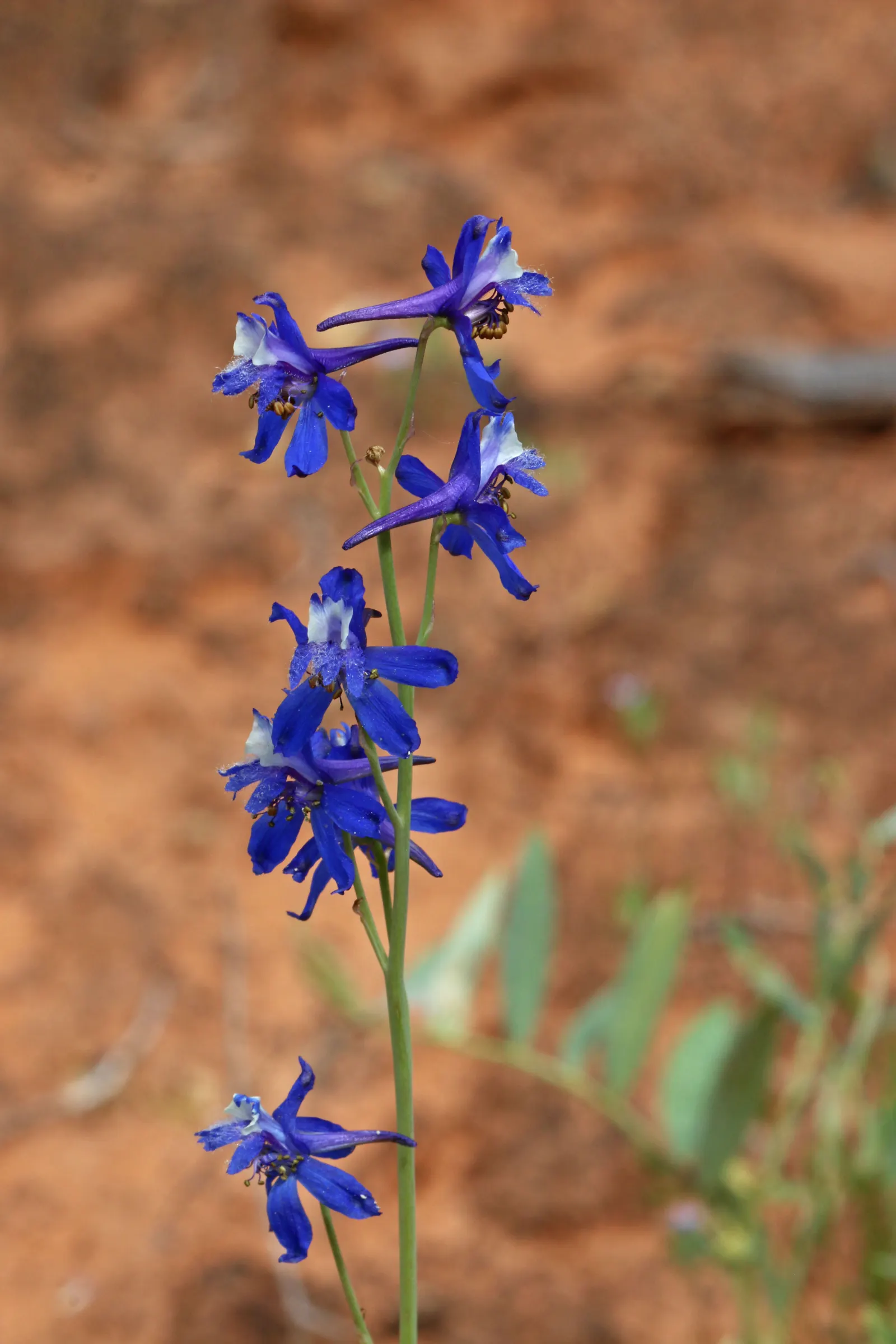 Tall Larkspur (Delphinium Exaltatum) — sapphire blue flowers which can reach impressive heights of up to 4 to 6 feet tall when properly supported