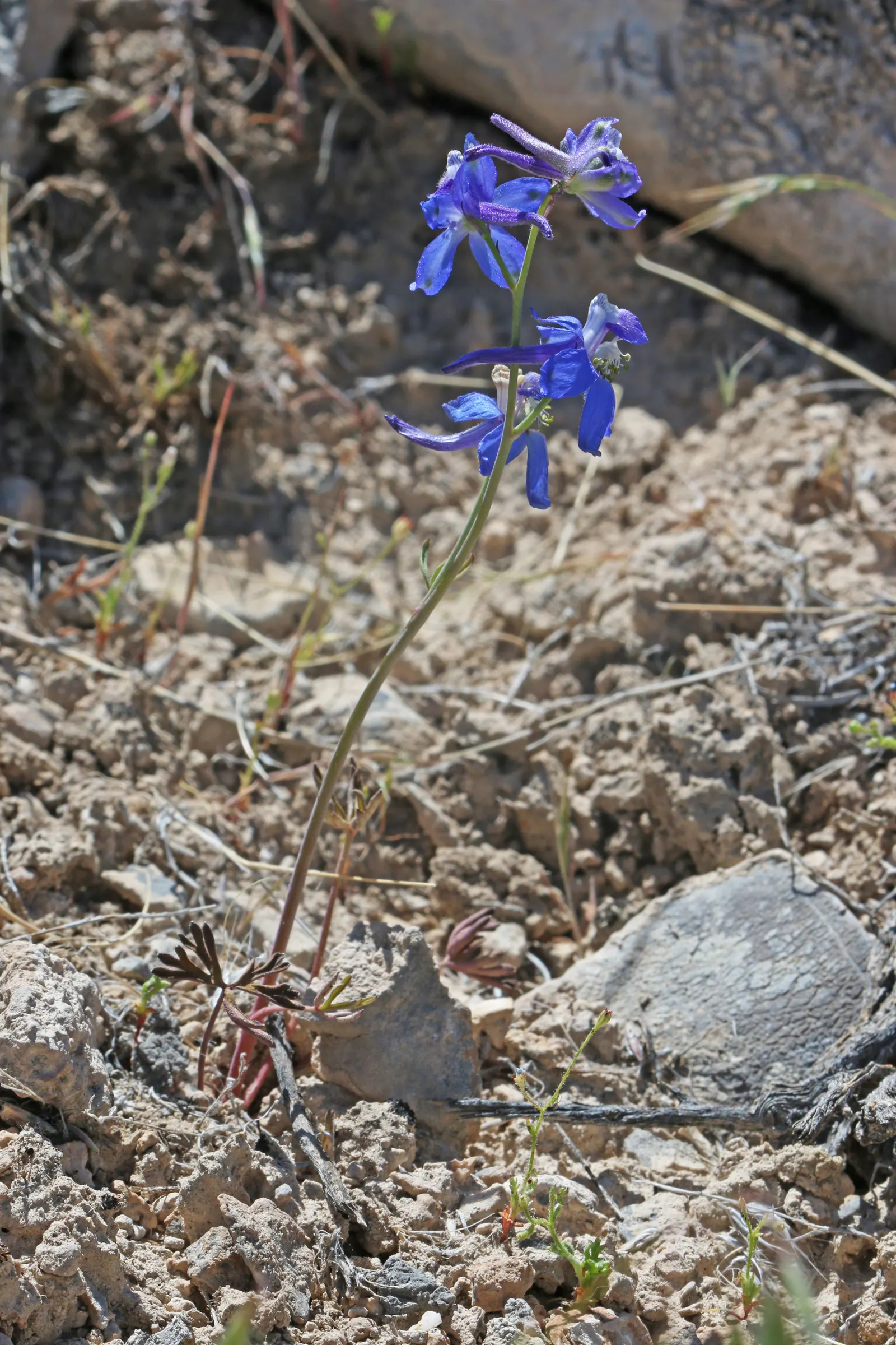 Tall Larkspur (Delphinium Exaltatum) — It requires well-drained soil to flourish and typically blooms in mid to late summer; and is an ideal backdrop for