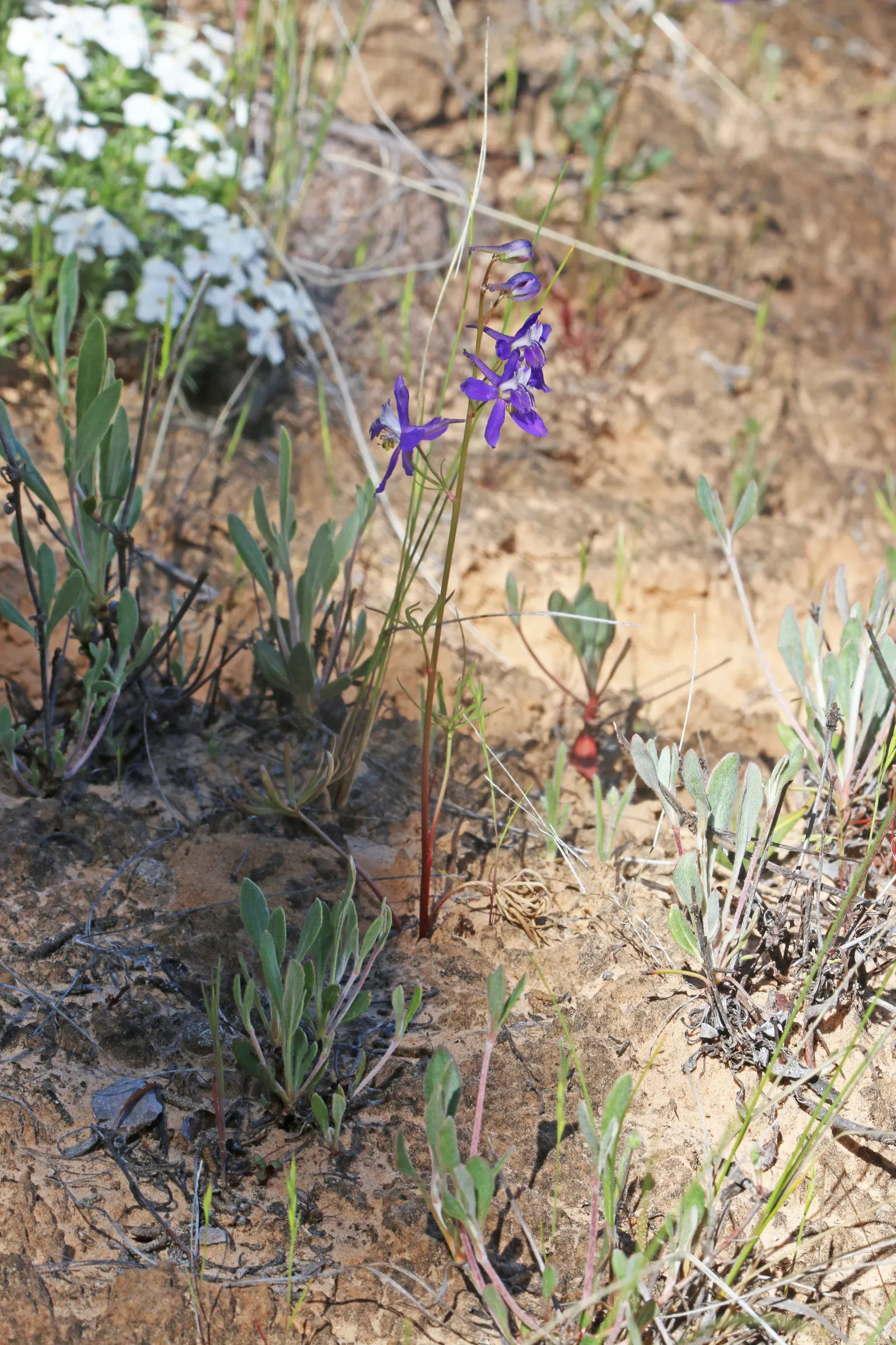 Tall Larkspur (Delphinium Exaltatum) — It is also a superb candidate for cottage-style and pollinator gardens as it is favored by bees; perennial for full