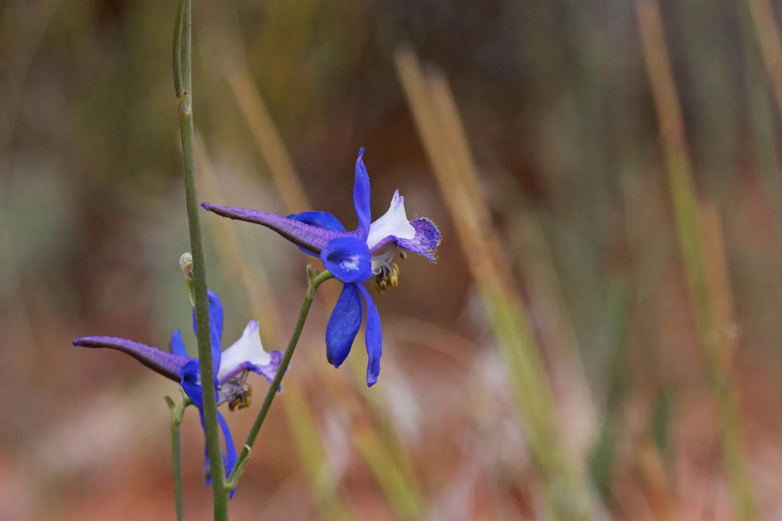 Tall Larkspur (Delphinium Exaltatum) — fertile soil with a slightly basic pH; it requires well-drained soil to flourish and typically blooms in mid to late