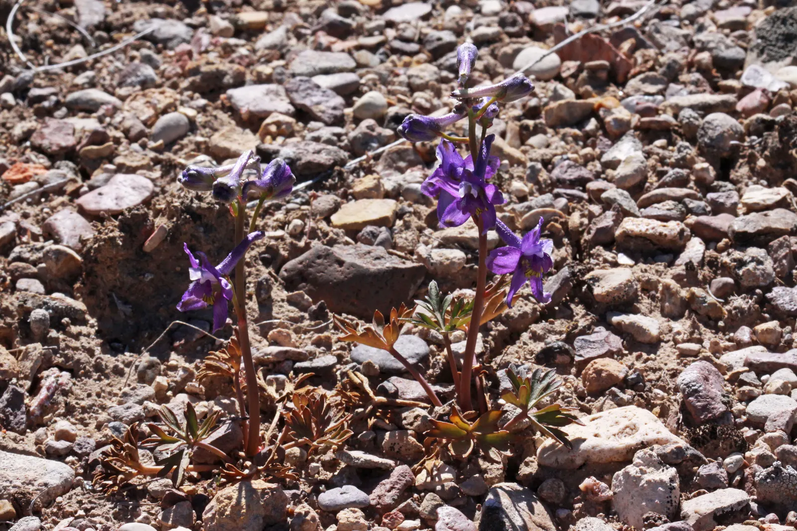 Tall Larkspur (Delphinium Exaltatum) — making it suitable for a variety of temperate climates; especially during dry spells