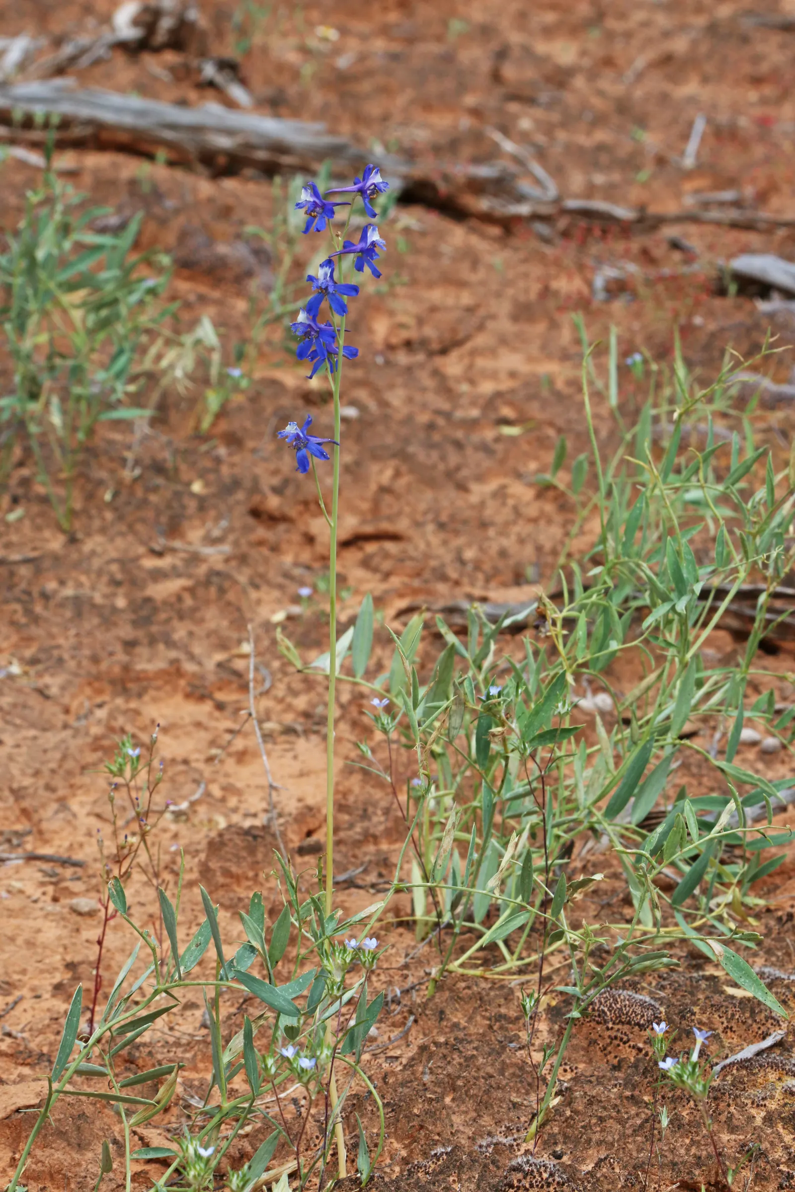 Tall Larkspur (Delphinium Exaltatum) — medium to dark green leaves that form a bushy mound at the base of the plant
