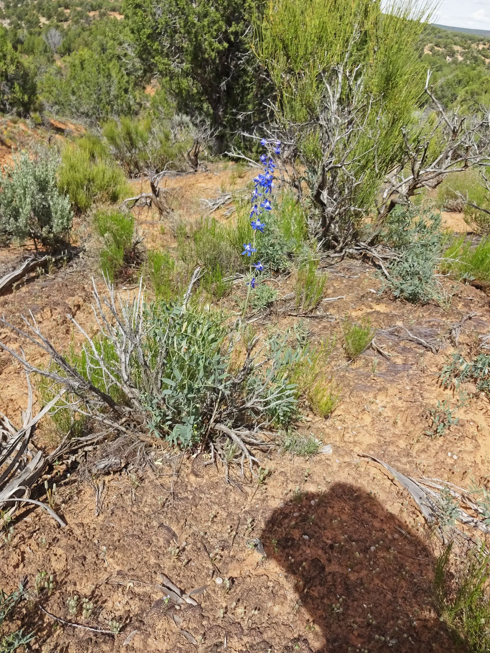 Tall Larkspur (Delphinium Exaltatum) — Caution: All parts are toxic if ingested