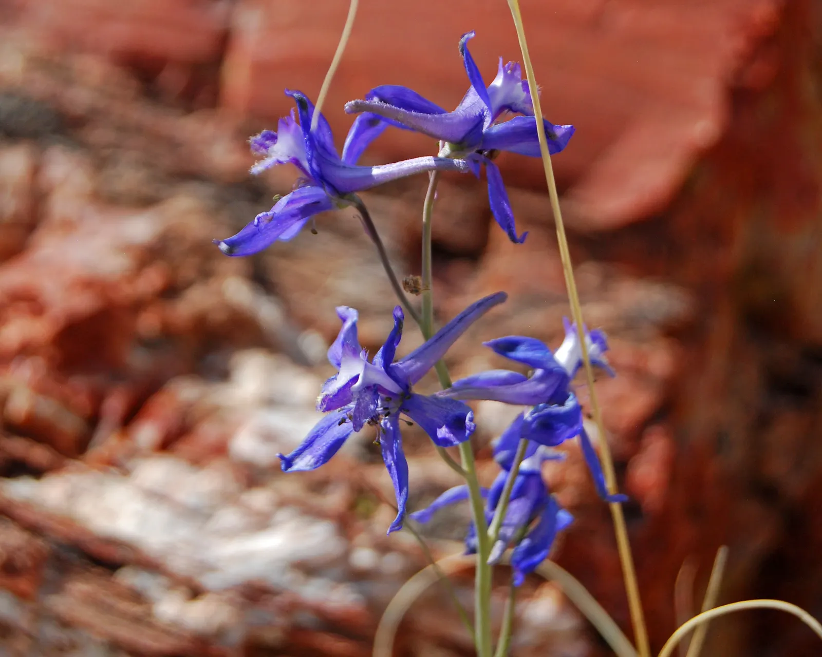 Tall Larkspur (Delphinium Exaltatum) — Ideal for USDA zones 3-7, it thrives in full sun to part shade