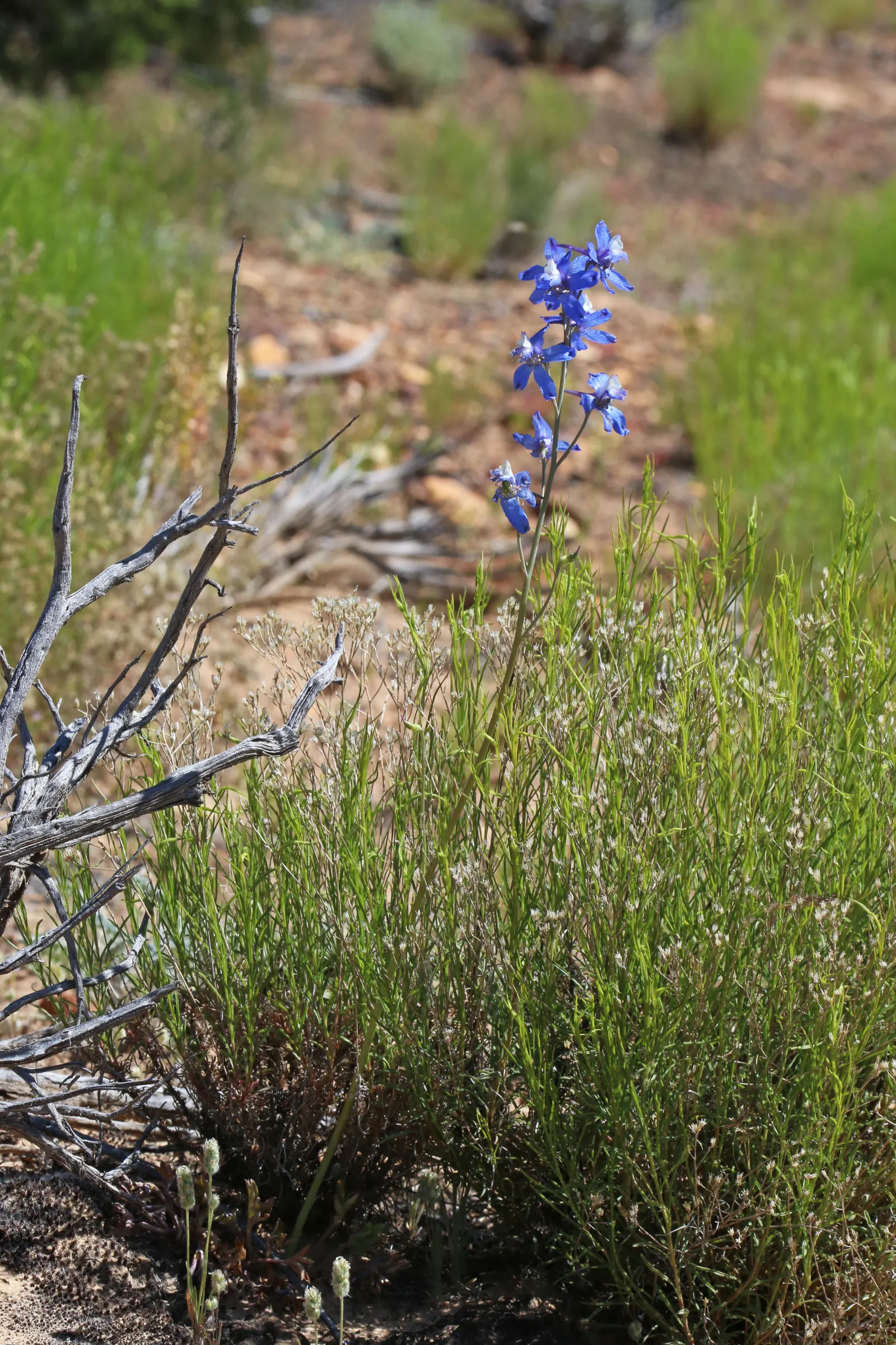 Tall Larkspur (Delphinium Exaltatum) — sapphire blue flowers which can reach impressive heights of up to 4 to 6 feet tall when properly supported; captivates