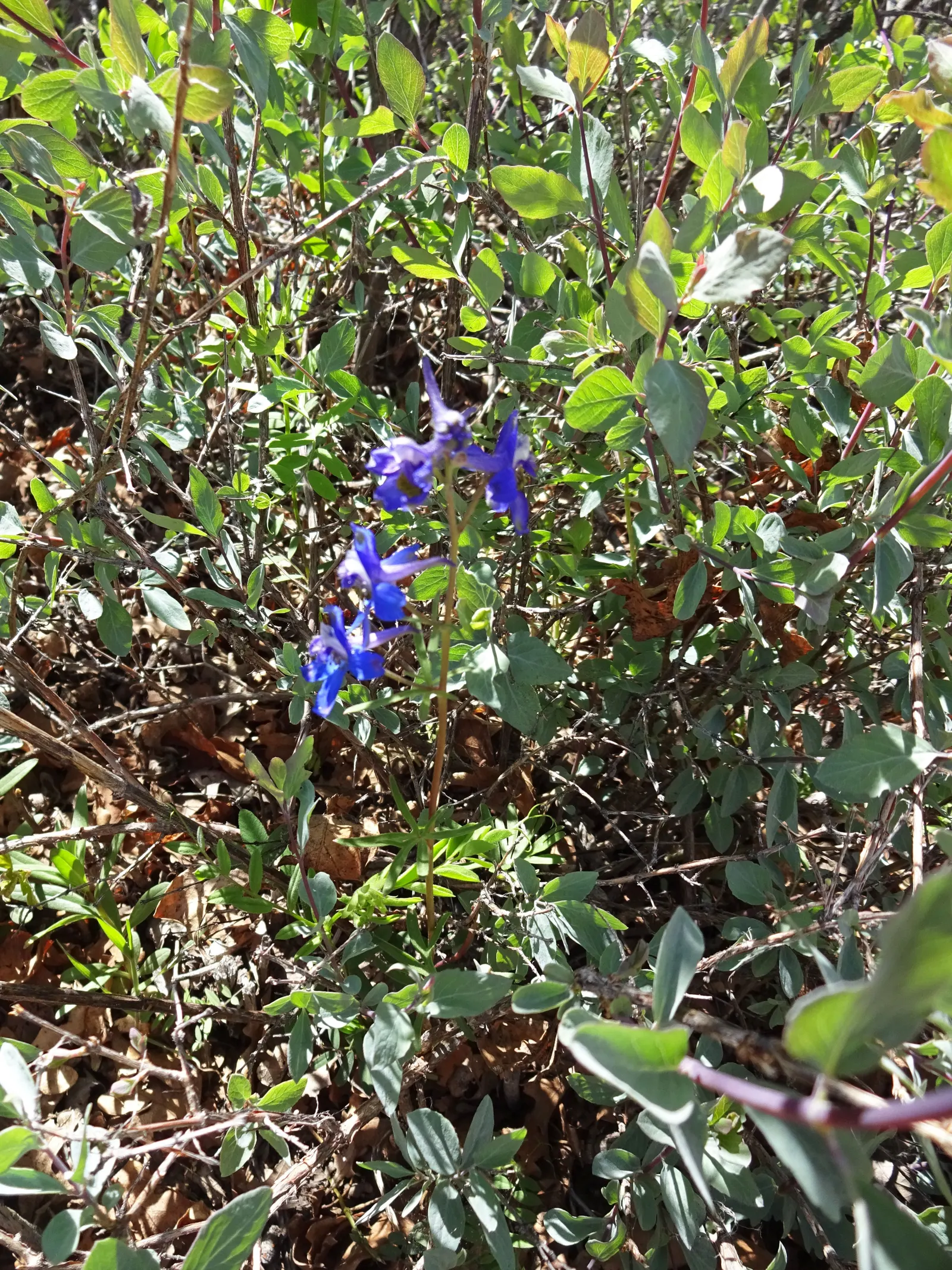 Tall Larkspur (Delphinium Exaltatum) — and is an ideal backdrop for shorter perennials and annuals; it is also a superb candidate for cottage-style and